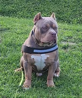 HOSS, a male American Bully for sale in Chesterfield, IN – 2 of 4