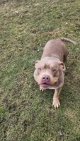 Saturday , a female American Bully for sale in Chesterfield, IN – 5 of 5