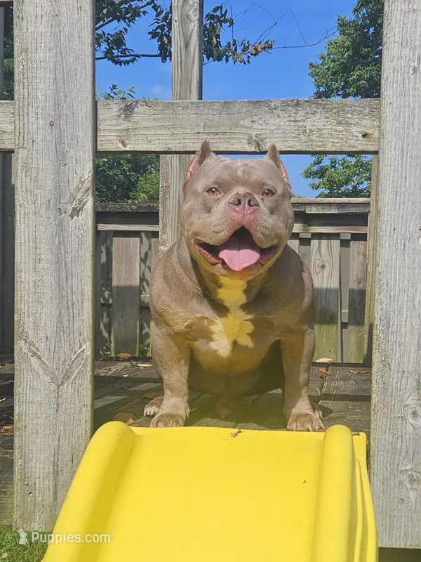 SYKO – American Bully puppy for sale in Chesterfield, IN