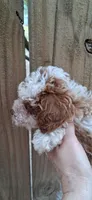 AKC Houston  rare red and white, a male Poodle - Toy  for sale in Conroe, TX – 2 of 4