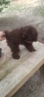 I Fetch~AKC Brown, a male Poodle - Toy  for sale in Conroe, TX – 4 of 4