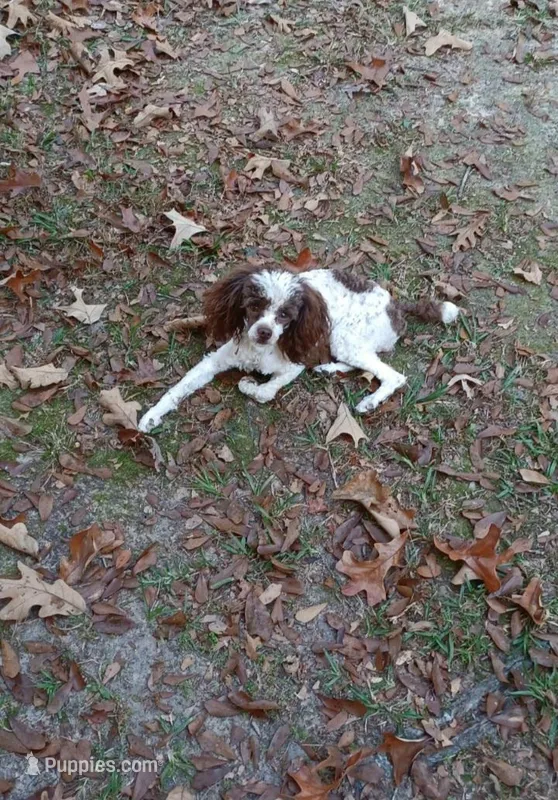 AKC Houston  rare red and white – Poodle - Toy  puppy for sale in Conroe, TX