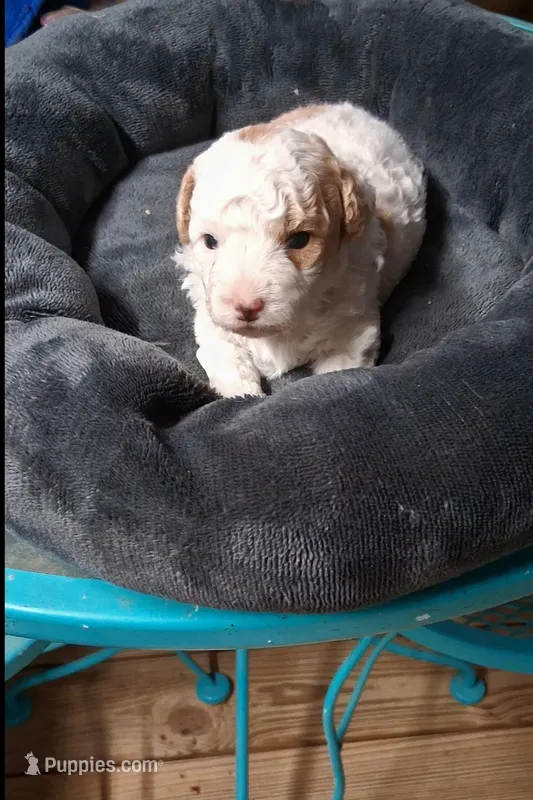 Rare Red Rowdy Parti – Poodle - Toy  puppy for sale in Conroe, TX