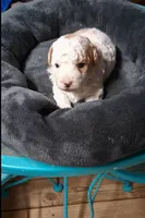 Rare Red Rowdy Parti, a male Poodle - Toy  for sale in Conroe, TX – Photo 1 of 5