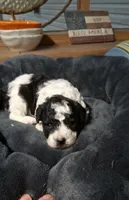 Panda Bear, a male Poodle - Toy  for sale in Conroe, TX – Photo 2 of 3