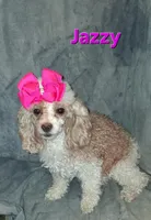 AKC Houston  rare red and white, a male Poodle - Toy  for sale in Conroe, TX – Photo 4 of 4