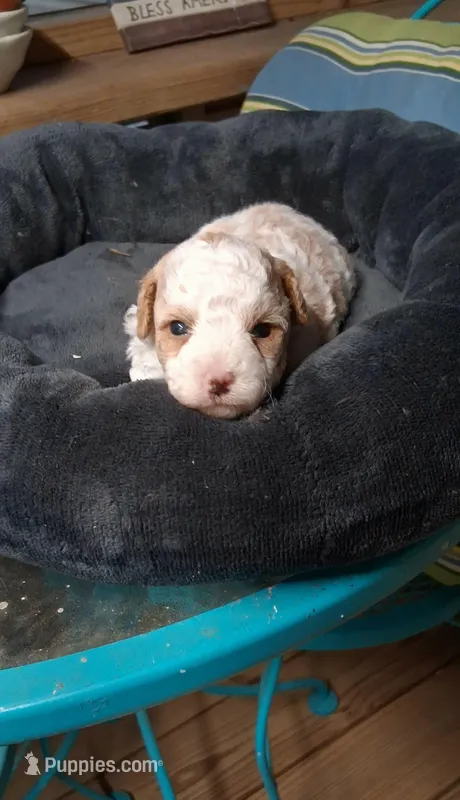 Skittles, smallest – Poodle - Toy  puppy for sale in Conroe, TX