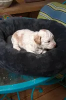 Rare Red Rowdy Parti, a male Poodle - Toy  for sale in Conroe, TX – Photo 2 of 5