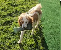 Rare Red Rowdy Parti, a male Poodle - Toy  for sale in Conroe, TX – Photo 4 of 5