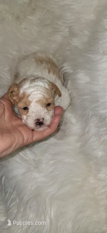 AKC Houston  rare red and white – Poodle - Toy  puppy for sale in Conroe, TX