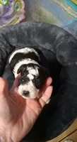 Panda Bear, a male Poodle - Toy  for sale in Conroe, TX – Photo 1 of 3