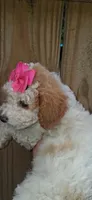 AKC Fancy Freckalz, a female Poodle - Toy  for sale in Conroe, TX – 3 of 4
