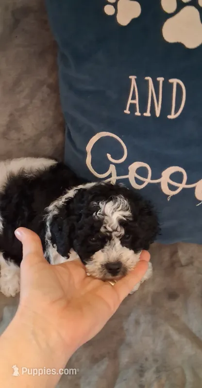 Panda Bear – Poodle - Toy  puppy for sale in Conroe, TX