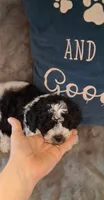 Panda Bear, a male Poodle - Toy  for sale in Conroe, TX – 1 of 7