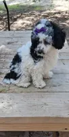 AKC Freckalz, a female Poodle - Toy  for sale in Conroe, TX – 3 of 4