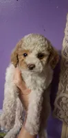 AKC Fancy Freckalz , a female Poodle - Toy  for sale in Conroe, TX – 3 of 4