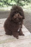 I Fetch~AKC Brown, a male Poodle - Toy  for sale in Conroe, TX – 1 of 4