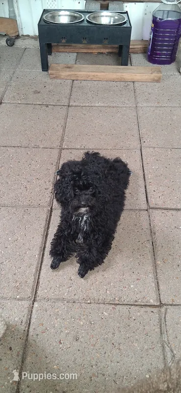 AKC Tiny Toy Jada Beans – Poodle - Toy  puppy on hold in Conroe, TX
