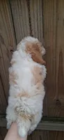 AKC Dallas Parti, a male Poodle - Toy  for sale in Conroe, TX – 2 of 3