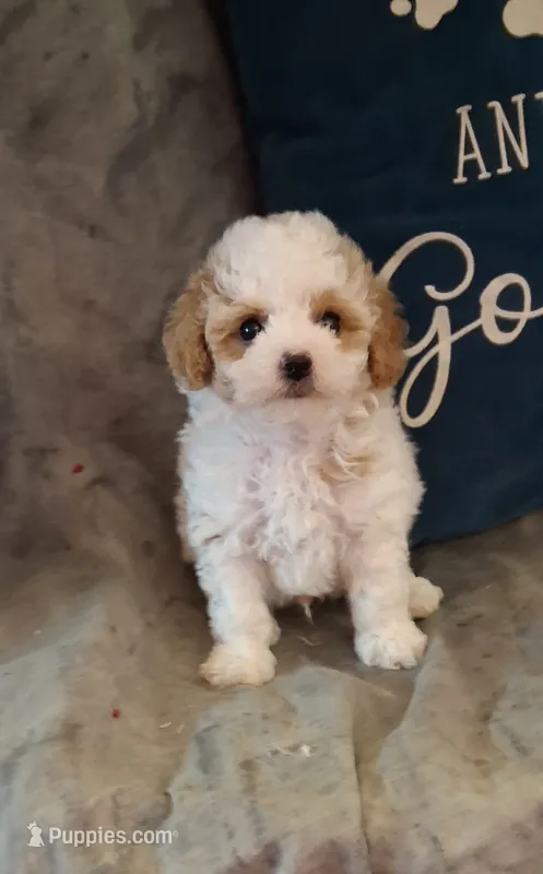 Skittles, smallest – Poodle - Toy  puppy for sale in Conroe, TX
