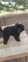AKC Tiny Toy Jada Beans, a female Poodle - Toy  for sale in Conroe, TX – 2 of 4
