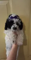 AKC Freckalz, a female Poodle - Toy  for sale in Conroe, TX – 4 of 4