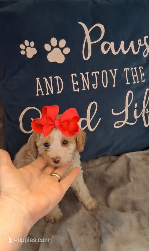 AKC Fancy Freckalz  – Poodle - Toy  puppy for sale in Conroe, TX