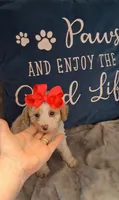 AKC Fancy Freckalz , a female Poodle - Toy  for sale in Conroe, TX – 1 of 4