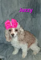 AKC Houston  rare red and white, a male Poodle - Toy  for sale in Conroe, TX – 3 of 4