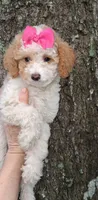 AKC Fancy Freckalz, a female Poodle - Toy  for sale in Conroe, TX – 2 of 4