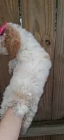 AKC Fancy Freckalz, a female Poodle - Toy  for sale in Conroe, TX – 4 of 4