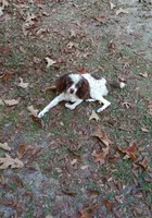 AKC Houston  rare red and white, a male Poodle - Toy  for sale in Conroe, TX – 4 of 4