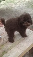 I Fetch~AKC Brown, a male Poodle - Toy  for sale in Conroe, TX – 2 of 4
