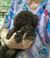 AKC  Charming Chocolate Chelsea, a female Poodle - Toy  for sale in Conroe, TX – 5 of 5