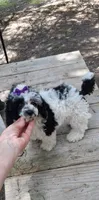 AKC Freckalz, a female Poodle - Toy  for sale in Conroe, TX – 2 of 4