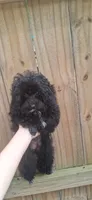 AKC Tiny Toy Jada Beans, a female Poodle - Toy  for sale in Conroe, TX – 4 of 4
