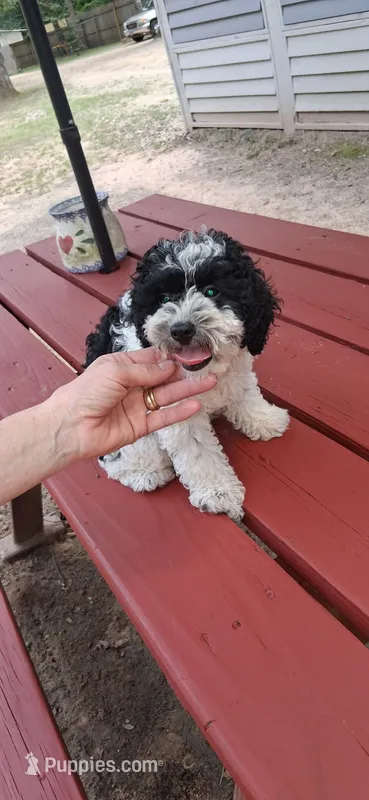 Oreo Kookie – Poodle - Toy  puppy for sale in Conroe, TX