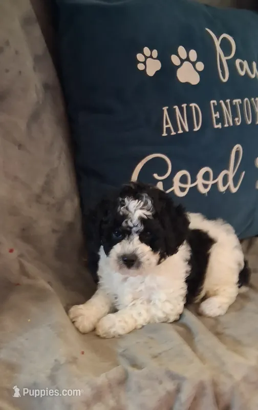 Panda Bear – Poodle - Toy  puppy for sale in Conroe, TX