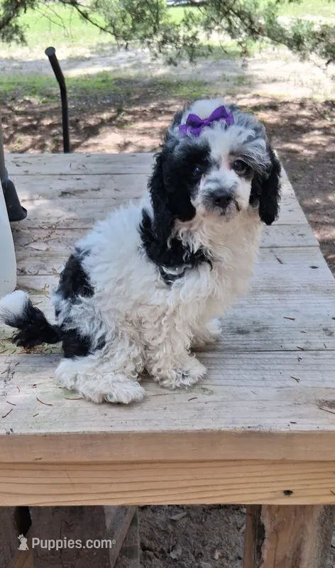 AKC Freckalz – Poodle - Toy  puppy for sale in Conroe, TX
