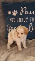 AKC Fancy Freckalz , a female Poodle - Toy  for sale in Conroe, TX – 2 of 4