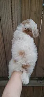 Austin rare Red and white, a male Poodle - Toy  for sale in Conroe, TX – 3 of 5