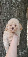 AKC  Carmel, a male Poodle - Toy  for sale in Conroe, TX – 3 of 3