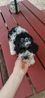 AKC Oreo, a male Poodle - Miniature  for sale in Conroe, TX – 3 of 3