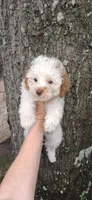 Austin rare Red and white, a male Poodle - Toy  for sale in Conroe, TX – 2 of 5