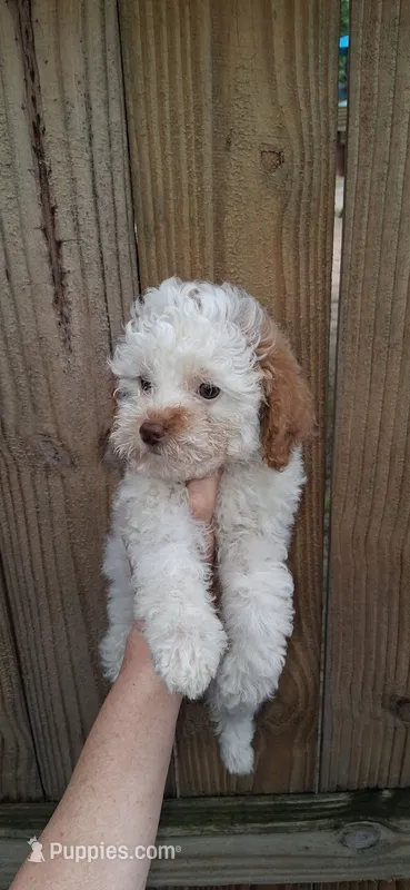 Austin rare Red and white – Poodle - Toy  puppy for sale in Conroe, TX