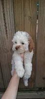 Austin rare Red and white, a male Poodle - Toy  for sale in Conroe, TX – 1 of 5