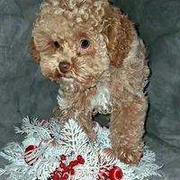 Fozzie Bear AKC tiny, a male Poodle - Toy  for sale in Conroe, TX – Photo 4 of 8