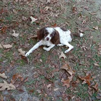 Fozzie Bear AKC tiny, a male Poodle - Toy  for sale in Conroe, TX – Photo 7 of 8