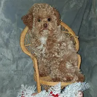 Fozzie Bear AKC tiny, a male Poodle - Toy  for sale in Conroe, TX – Photo 2 of 8