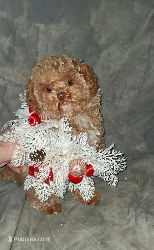 Fozzie Bear AKC tiny – Poodle - Toy  puppy on hold in Conroe, TX